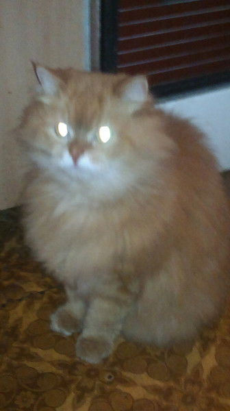 Алена Лежандр