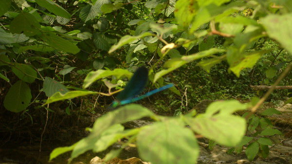 Елена Саенко