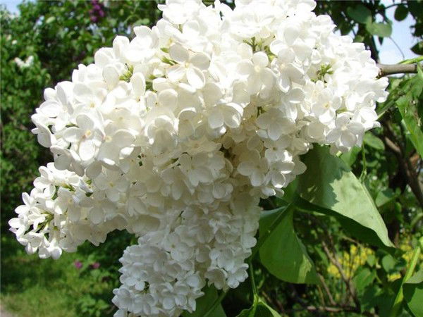 Марина Безрукина