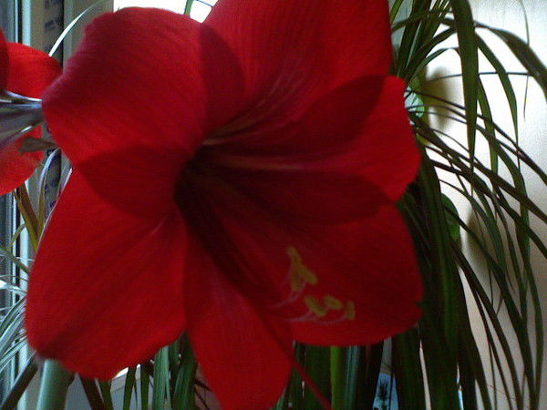 Наталья Шагалина