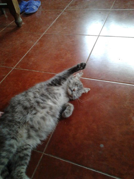 Светлана Хорошева