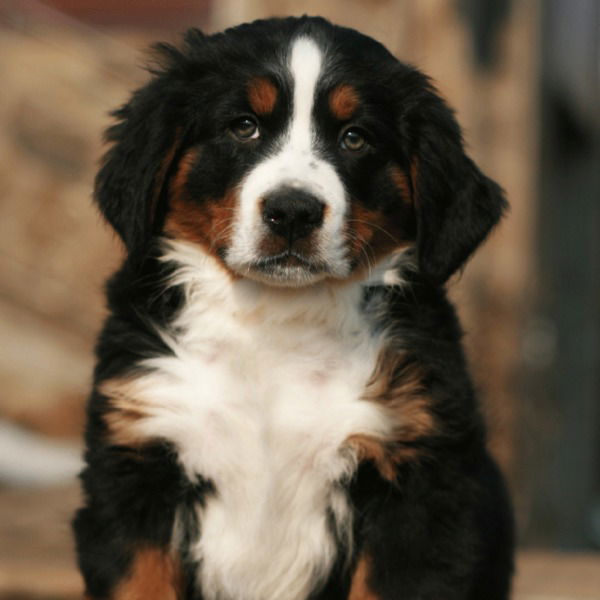 Синяя Звезда Mail.ru