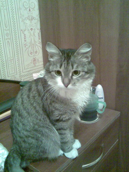 Наталья Стасулевич