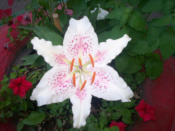 Надежда Рипецкая