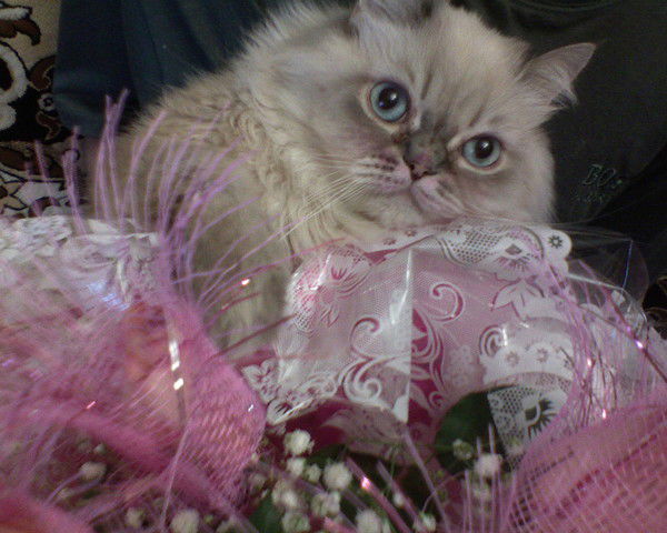 Татьяна Тюменцева