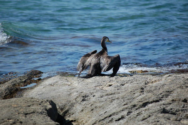 Александр Бубнов
