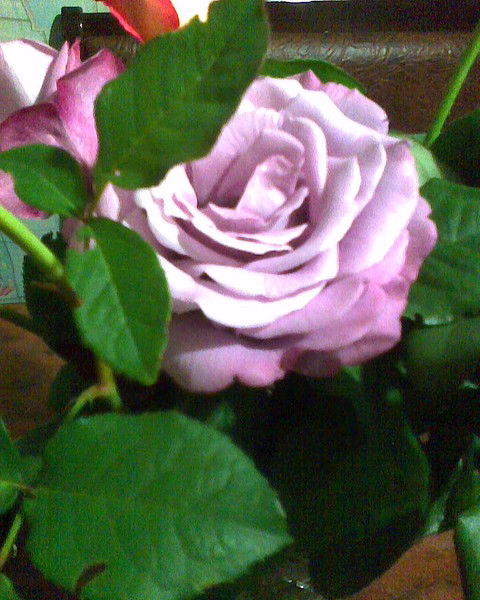 Анна Большакова