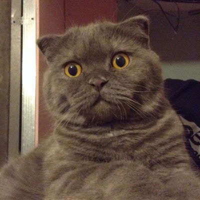 Ангелина Тарасова