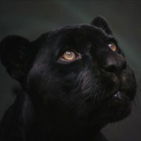 Пантерка ™