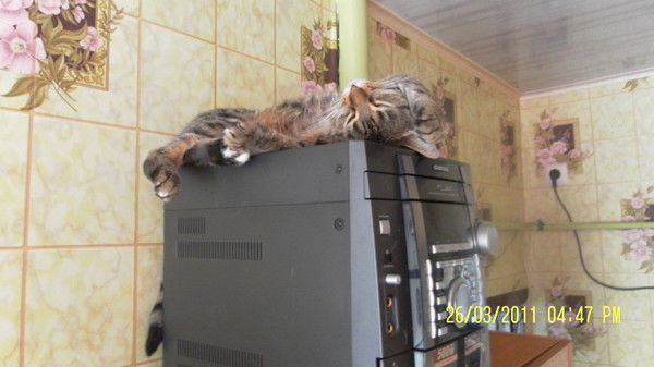 Игорь Кострица