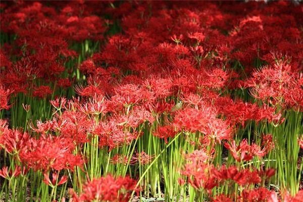 Юлия Князева