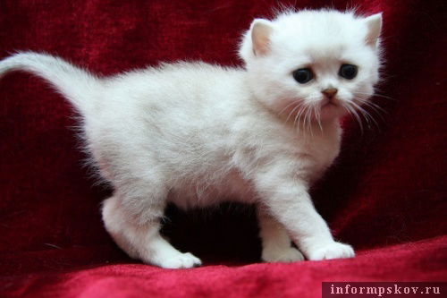 Масенький Котэ