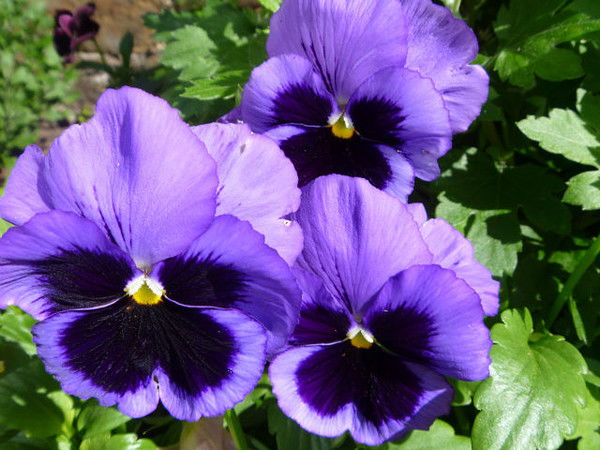 Анютка ................