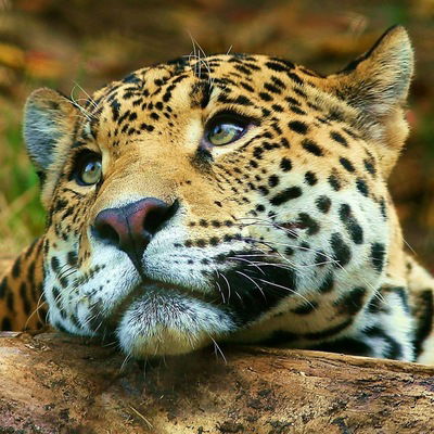 Аня Мезенцева