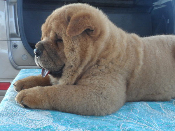 Ирина Карпова