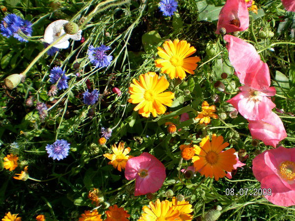 Елена Перегудова