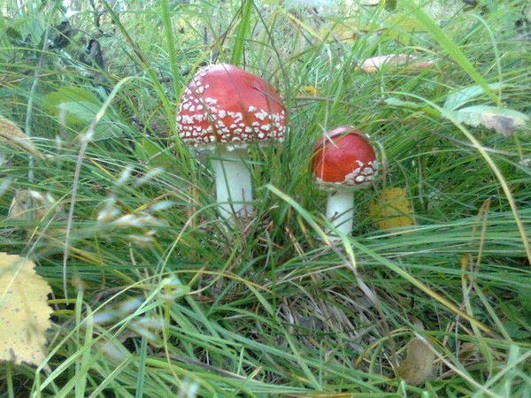 Лариса Воронина