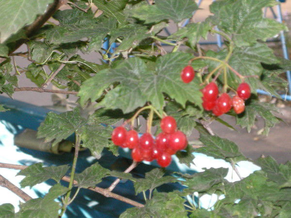 Просто Алия