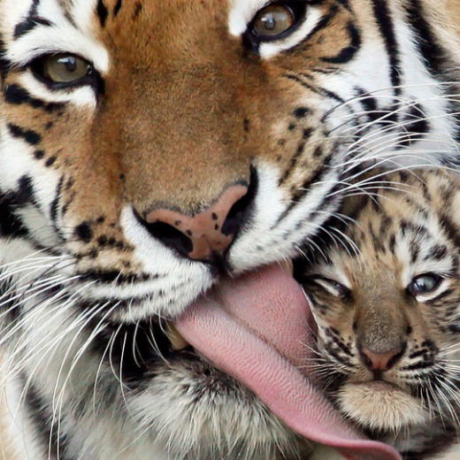 Сергей Платов