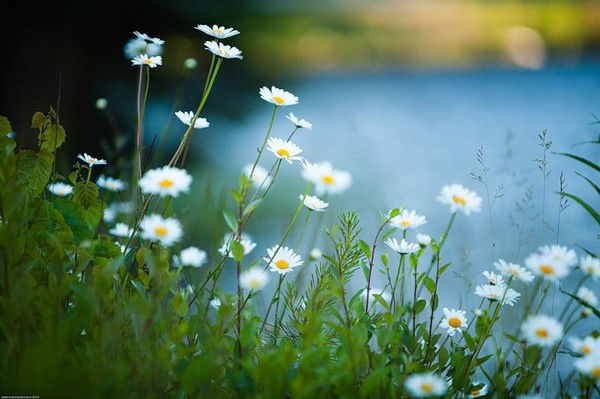 Елена Сафонова