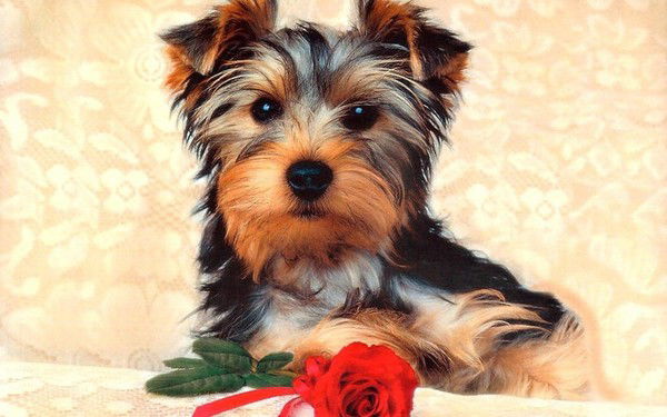 Елена Соколова