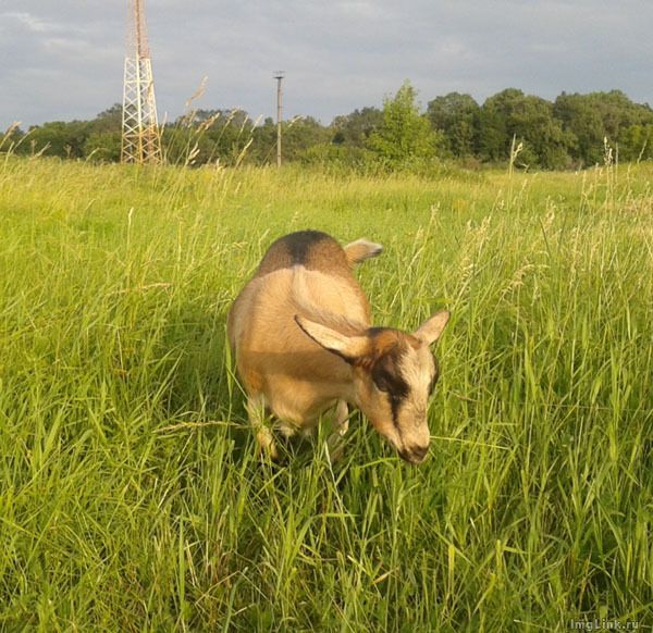Анна Козинская