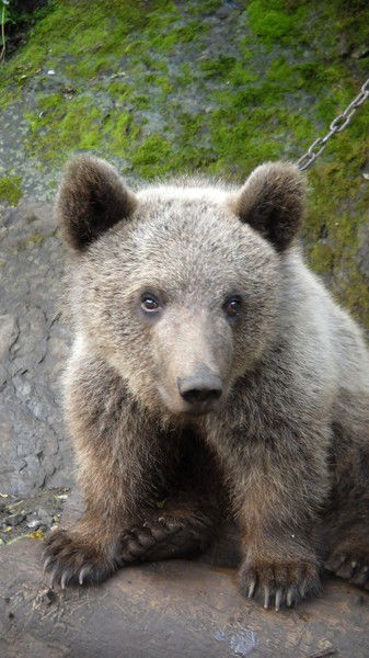 Михаил Пантелеев