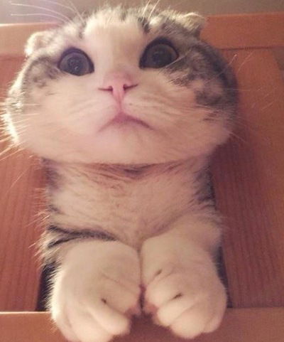 Александр Запорожец