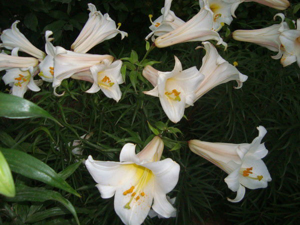 *инна* Каракалова*