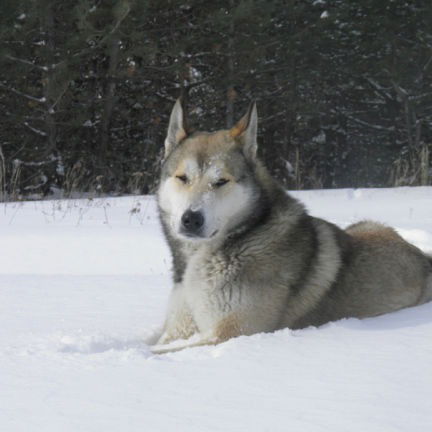 Владимир Дикан