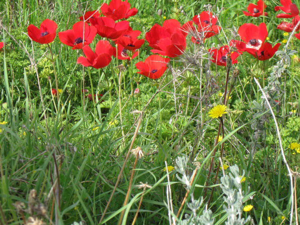 Игнатова Лариса