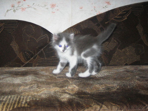 Андрей Борисов