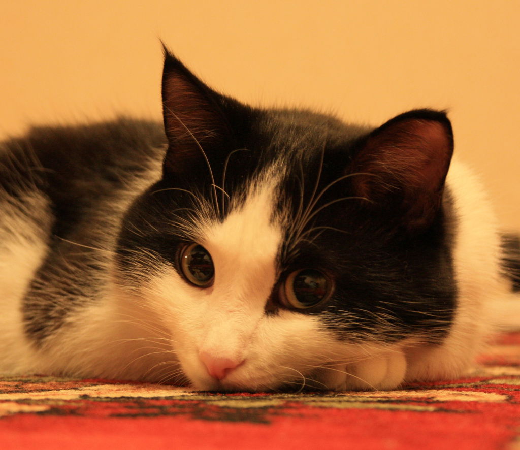 Светлана Гусейнова