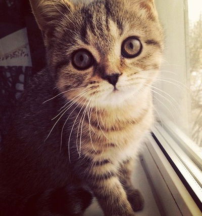 Айсылу Насипова