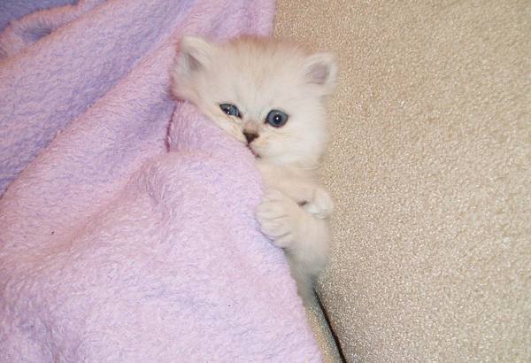 Татьяна Коркина