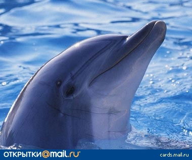 Вероника Перепелицина