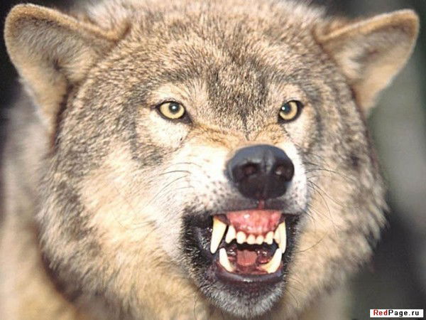 Ринат Абдулов