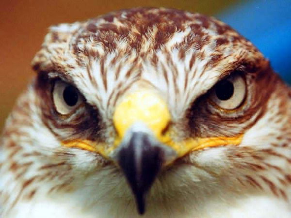 Тарлан Расулзаде