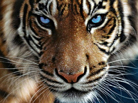 Дастан Жаугашаров