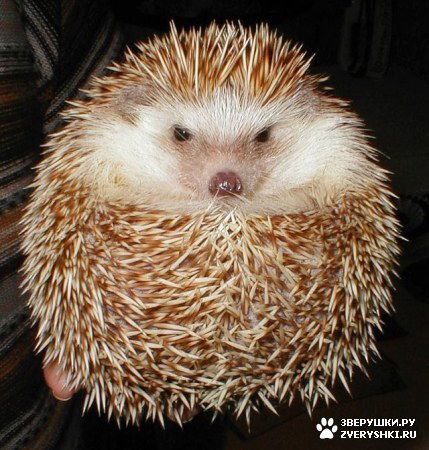 Гагик Геодакян