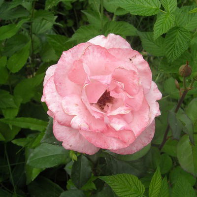 Эльмира Измайлова