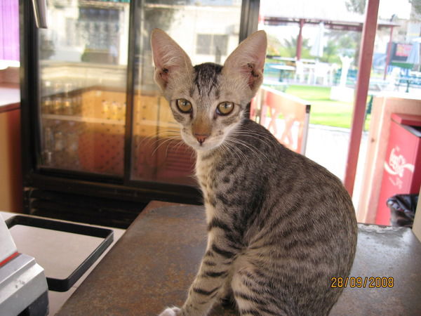 Елена Астапчик