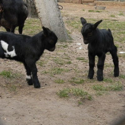 Вова Соколенко