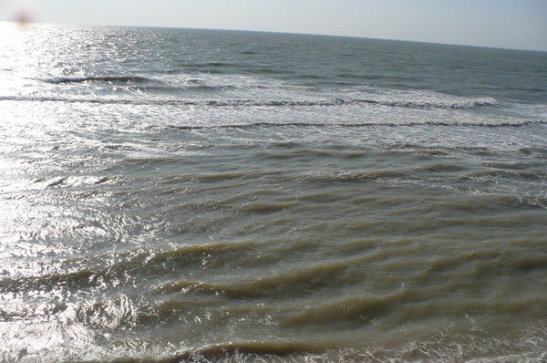 Елена Стеценко