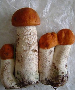 Евгений Боровков