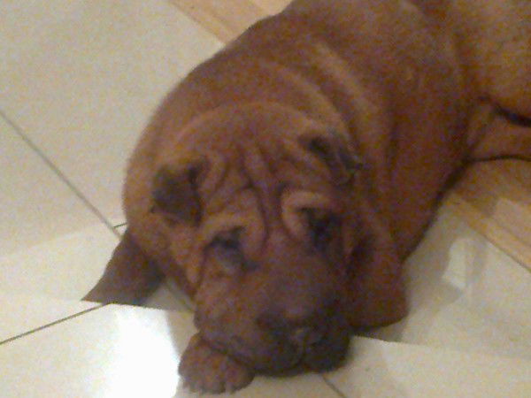 Алексей Чудопалов