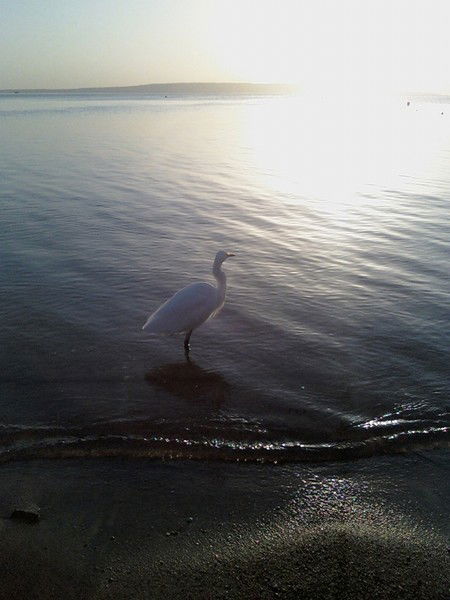 Айсылу Шарифуллина