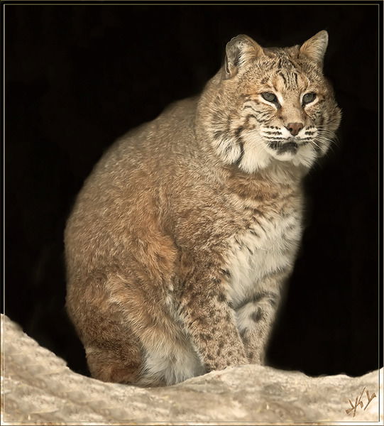 Виктор Михай