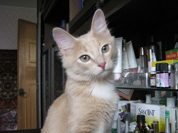 Лариса Романова