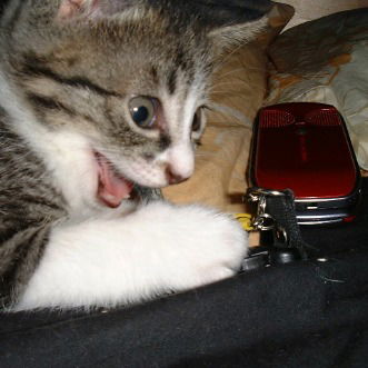 Кот Бешенный